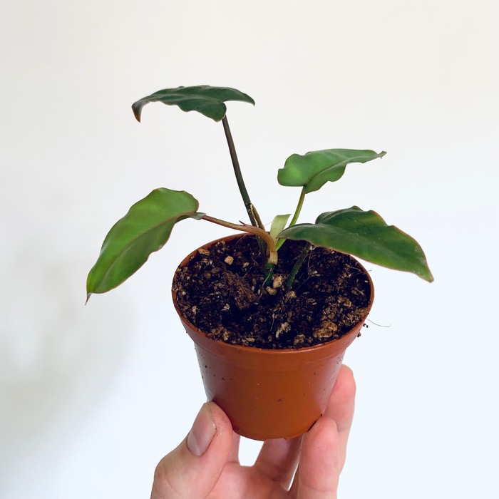 Philodendron billietiae Dark form (billietiae x atabapoense) :: SYNGO ...